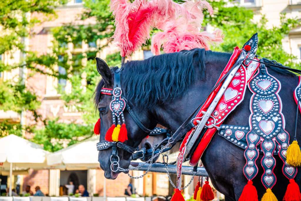 Maschsee Hannover - Ein schwarzes Pferd, geschmückt mit kunstvollen rot-silbernen Geschirren mit herzförmigen Mustern und rot-gelben Quasten, steht stolz auf dem Schützenfest Hannover. Rosa Straußenfedern zieren seinen Kopf vor einer Kulisse aus Bäumen und Stadtgebäuden. - maschseefest Hannover